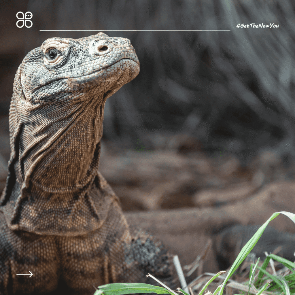 ilustrasi contoh report text