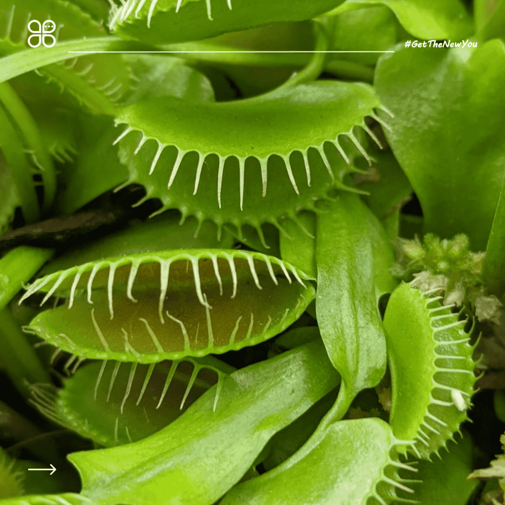 ilustrasi contoh report text